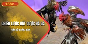 Chiến Lược Đặt Cược Đá Gà 188V | Giảm Rủi Ro Tăng Thắng